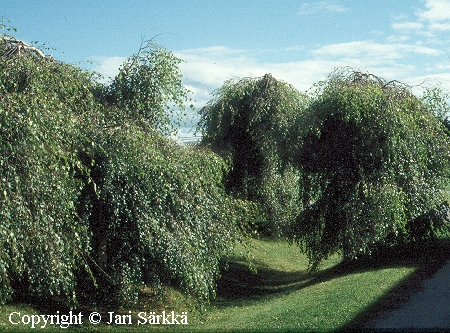 Betula pendula 'Youngii'